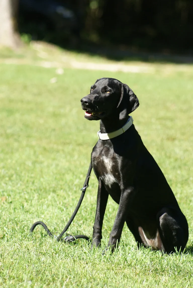 Hund wartet im Begleithundekurs