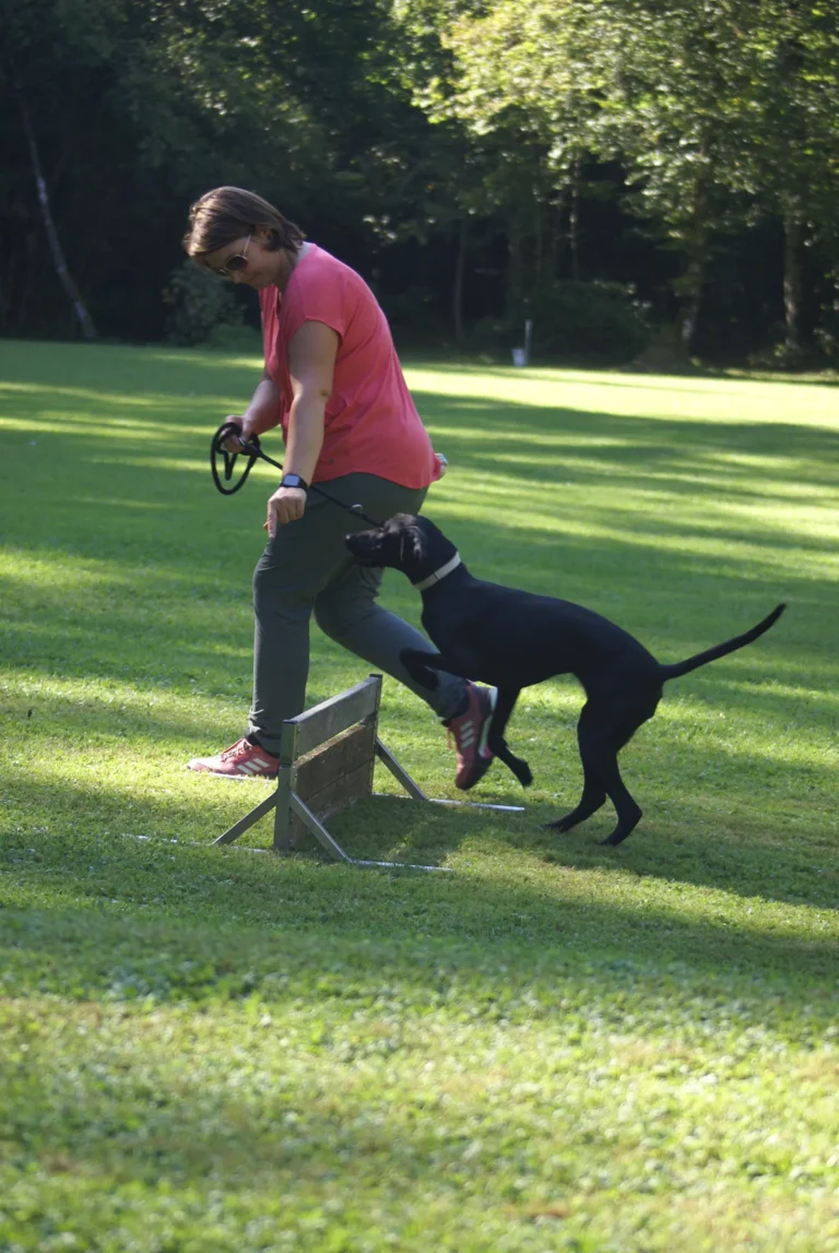 Springender Hund im Begleithundekurs