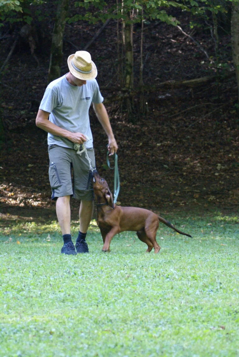 Hund und Herrchen im Junghundekurs