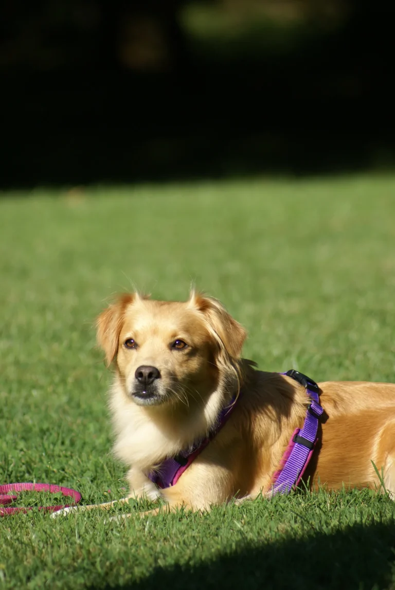 Hund liegt Platz im Junghundekurs