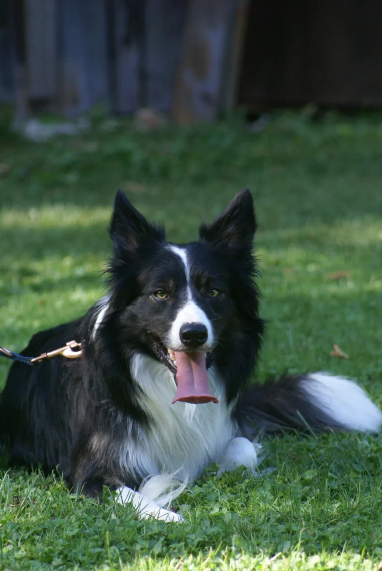 Hund liegt Platz im Junghundekurs