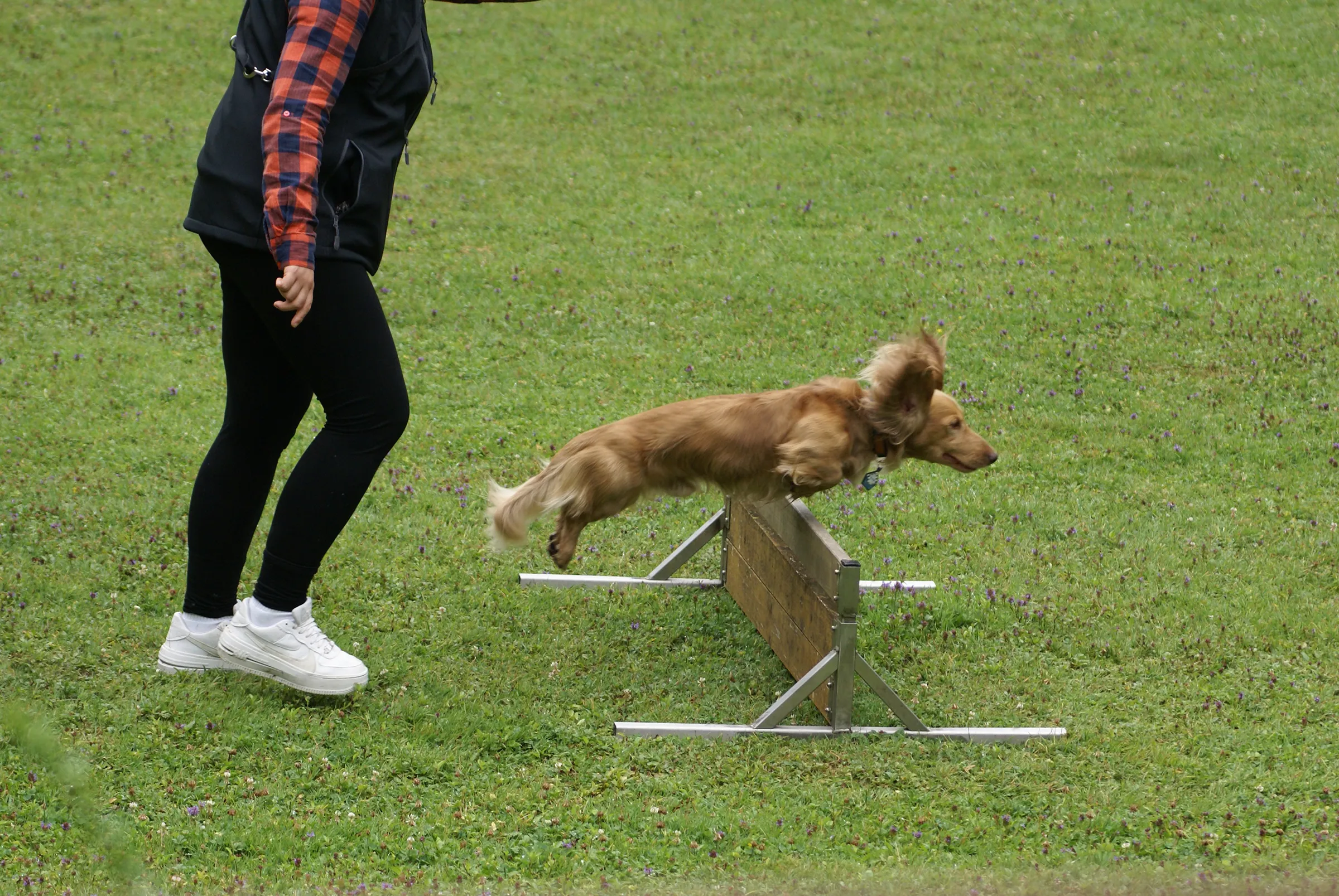 Springender Hund im Begleithundekurs