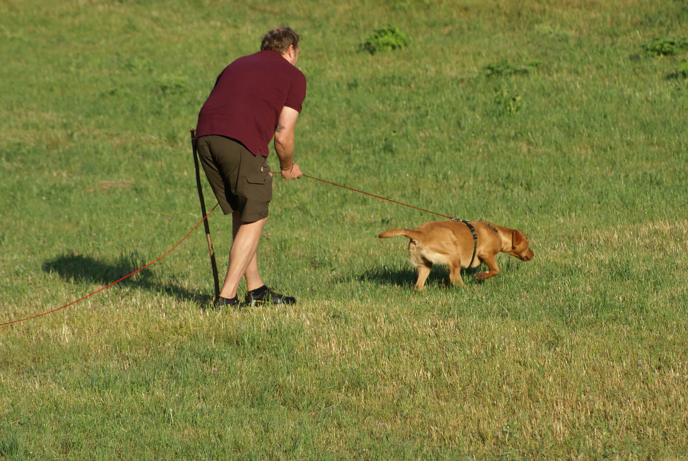 Fährtenarbeit mit Hund