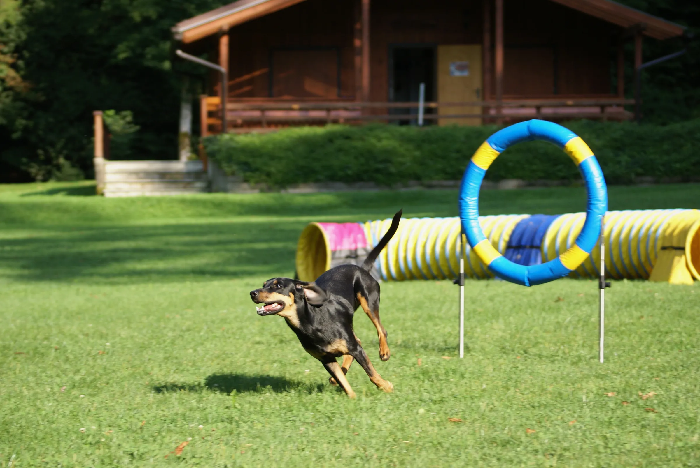 Hund springt durch Reifen