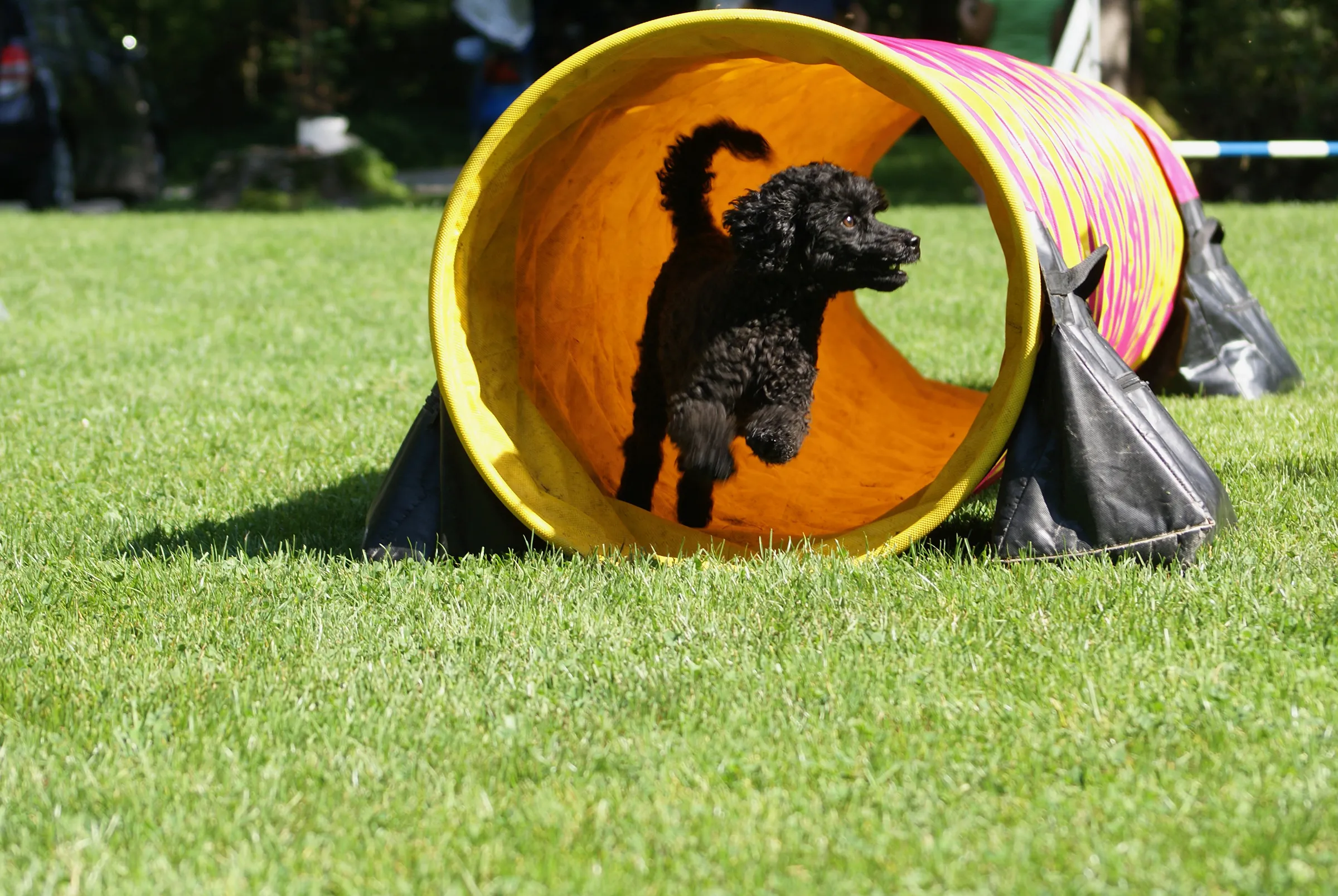 Hund läuft durch tunnel