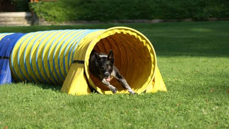 Hund läuft aus Agility Tunnel heraus